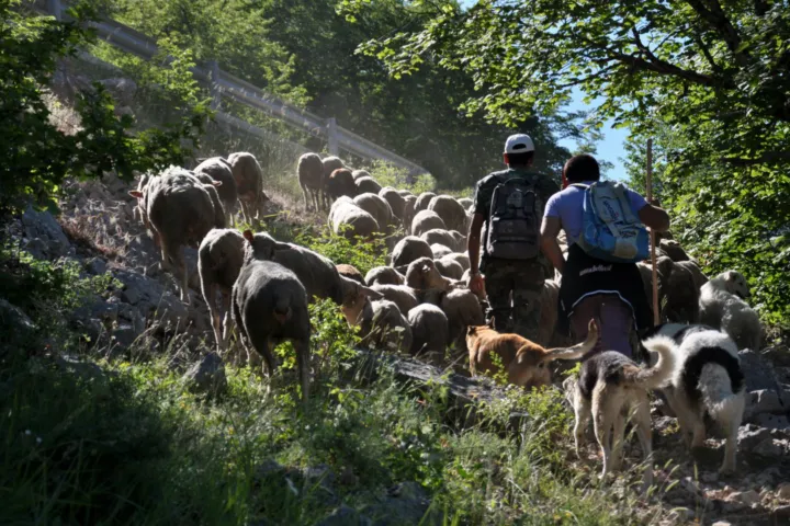 Rossella Caldarale, fotografa: rc gregge di scanno con pastori controluce custom (2 di 8)