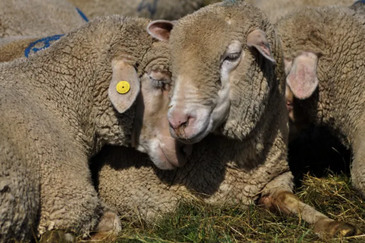 Rossella Caldarale, fotografa: rc tenerezze custom (7 di 8)