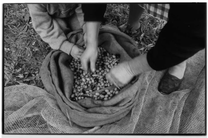 Pierpaolo Serini, fotografo: olive serini (9 di 10)