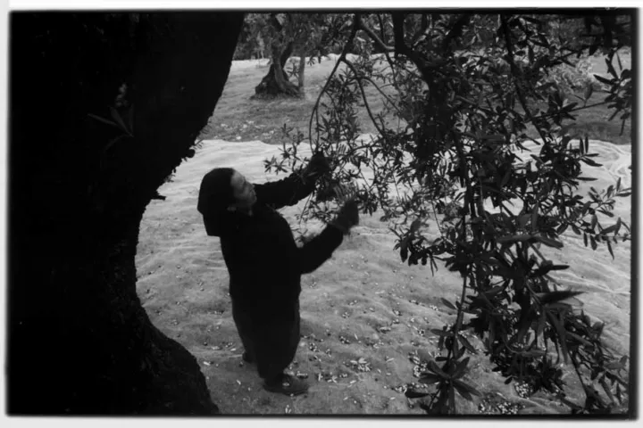 Pierpaolo Serini, fotografo: olive serini (6 di 10)