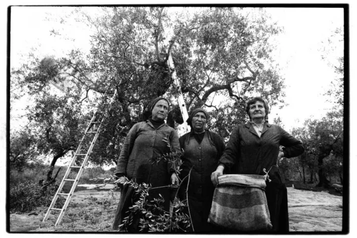 Pierpaolo Serini, fotografo: olive serini (8 di 10)