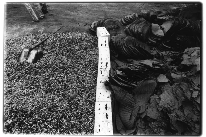 Pierpaolo Serini, fotografo: olive serini (10 di 10)