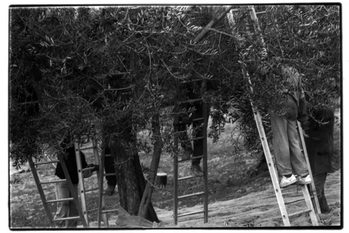Pierpaolo Serini, fotografo: olive serini (5 di 10)