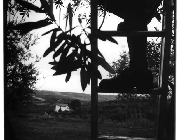 Pierpaolo Serini, fotografo: olive serini (3 di 10)