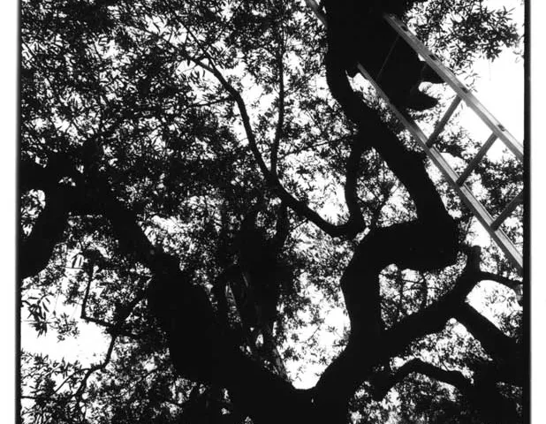 Pierpaolo Serini, fotografo: olive serini (1 di 10)