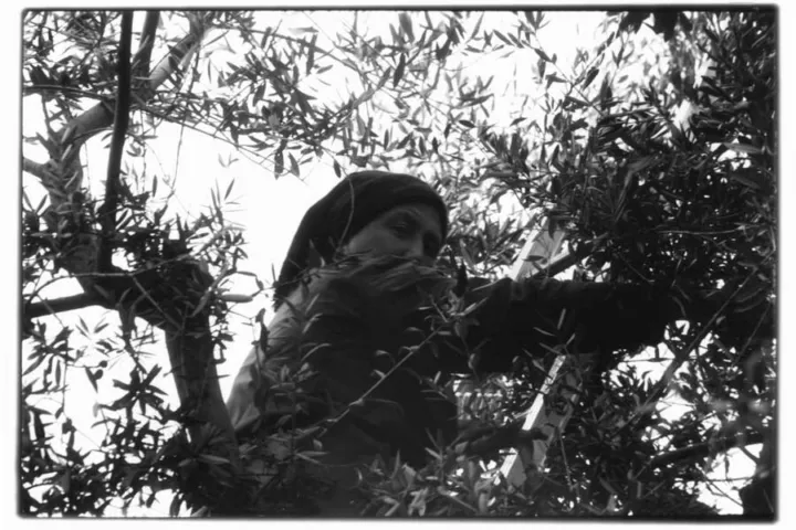 Pierpaolo Serini, fotografo: olive serini (7 di 10)