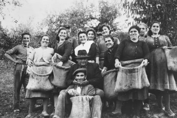 raccolta delle olive, anni '50